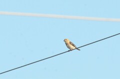 Coccothraustes coccothraustes