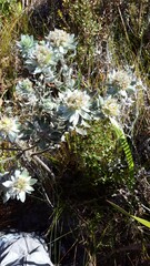 Xiphotheca fruticosa