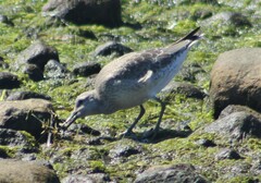 Calidris canutus