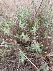 Brickellia eupatorioides