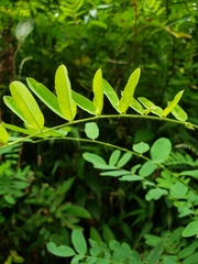 Barbieria pinnata