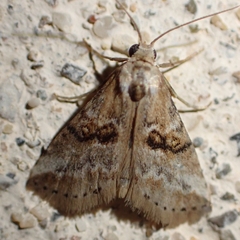 Zebeeba falsalis