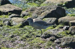 Calidris canutus