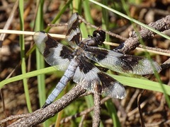 Libellula forensis