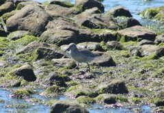 Calidris canutus