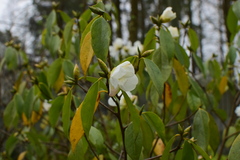 Camellia grijsii