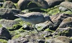 Calidris canutus