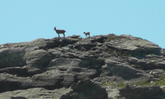 Capra ibex