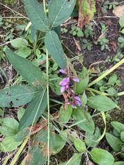 Desmodium canadense