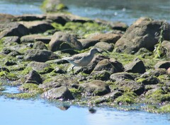 Calidris canutus