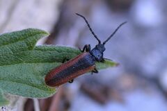 Omalisus fontisbellaquei