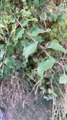 Ulmus minor
