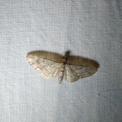 Eupithecia abbreviata