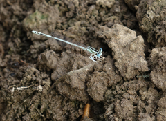 Platycnemis dealbata