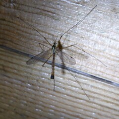 Nephrotoma cornicina