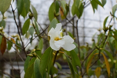 Camellia grijsii
