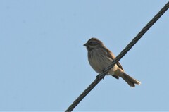 Emberiza schoeniclus
