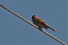 Emberiza schoeniclus