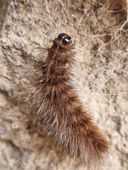 Spilosoma lubricipeda