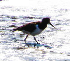 Haematopus ostralegus
