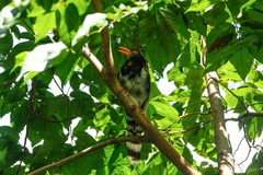 Urocissa erythroryncha