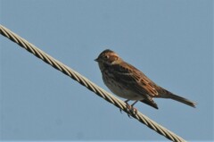 Emberiza pusilla