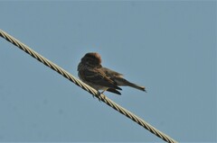 Emberiza pusilla