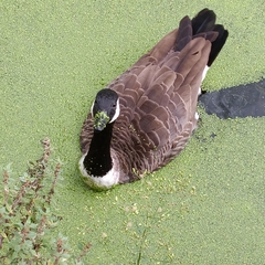 Branta canadensis