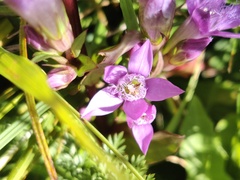 Gentianella rhaetica