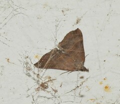 Hypena proboscidalis