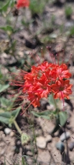 Nyctaginia capitata