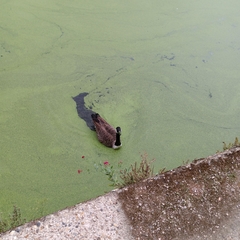 Branta canadensis