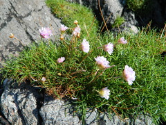 Armeria maritima maritima