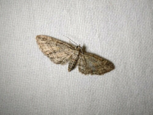Maple Pug, 9351 Leek, Nederland, photo 10 of 10