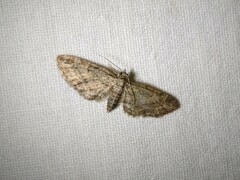 Eupithecia inturbata