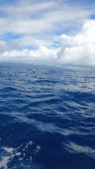 Balaenoptera borealis