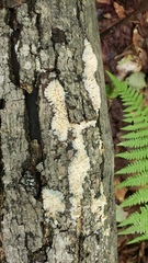 Radulomyces