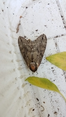 Ceratomia catalpae