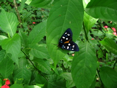 Exsula dentatrix albomaculata