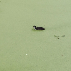 Fulica atra