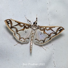 Polythlipta cerealis