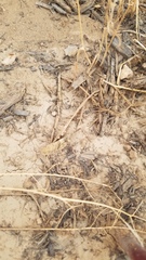 Dissosteira carolina