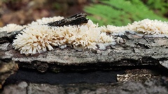 Radulomyces