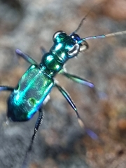 Cylindera versicolor