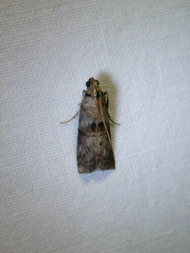 Dotted Oak Knot-horn, 9351 Leek, Nederland, photo 7 of 10