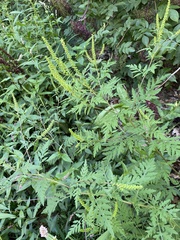 Ambrosia artemisiifolia