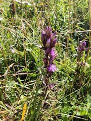 Gentianella rhaetica
