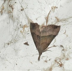 Hypena proboscidalis