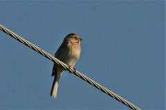 Emberiza schoeniclus