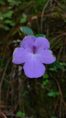 Achimenes longiflora
